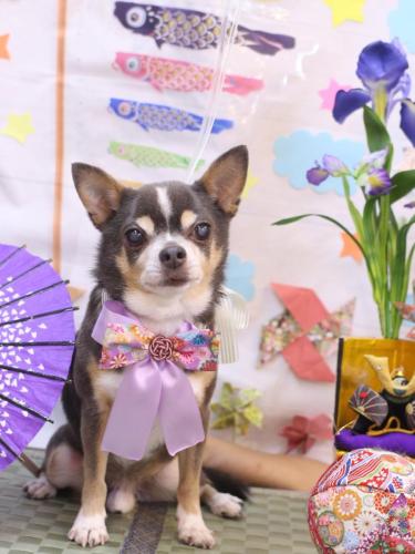 20240504メルくん